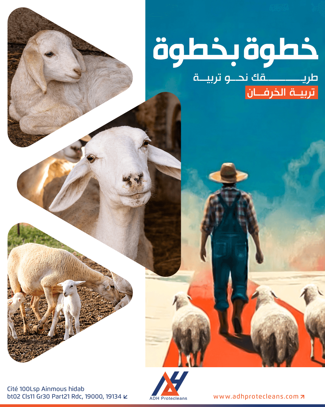 أهمية تسمين الخراف