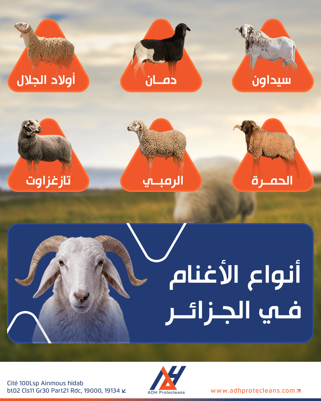 سلالات الأغنام في الجزائر وخصائصها