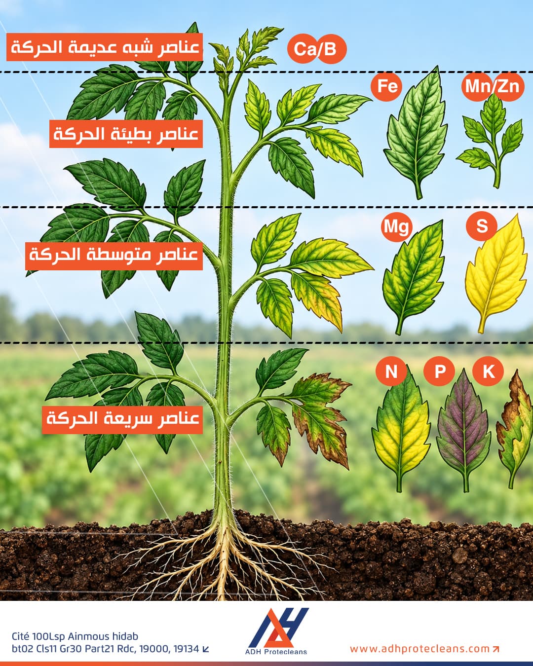 حركة العناصر الغذائية داخل النبات وأماكن ظهور أعراض نقصها