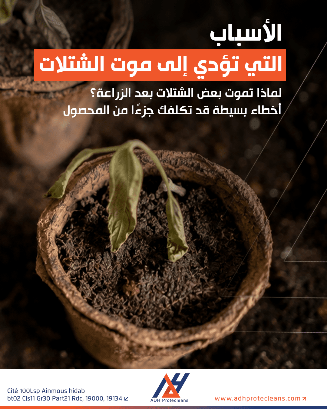 لماذا تموت بعض الشتلات بعد الزراعة؟ أخطاء بسيطة قد تكلفك جزءًا من المحصول
