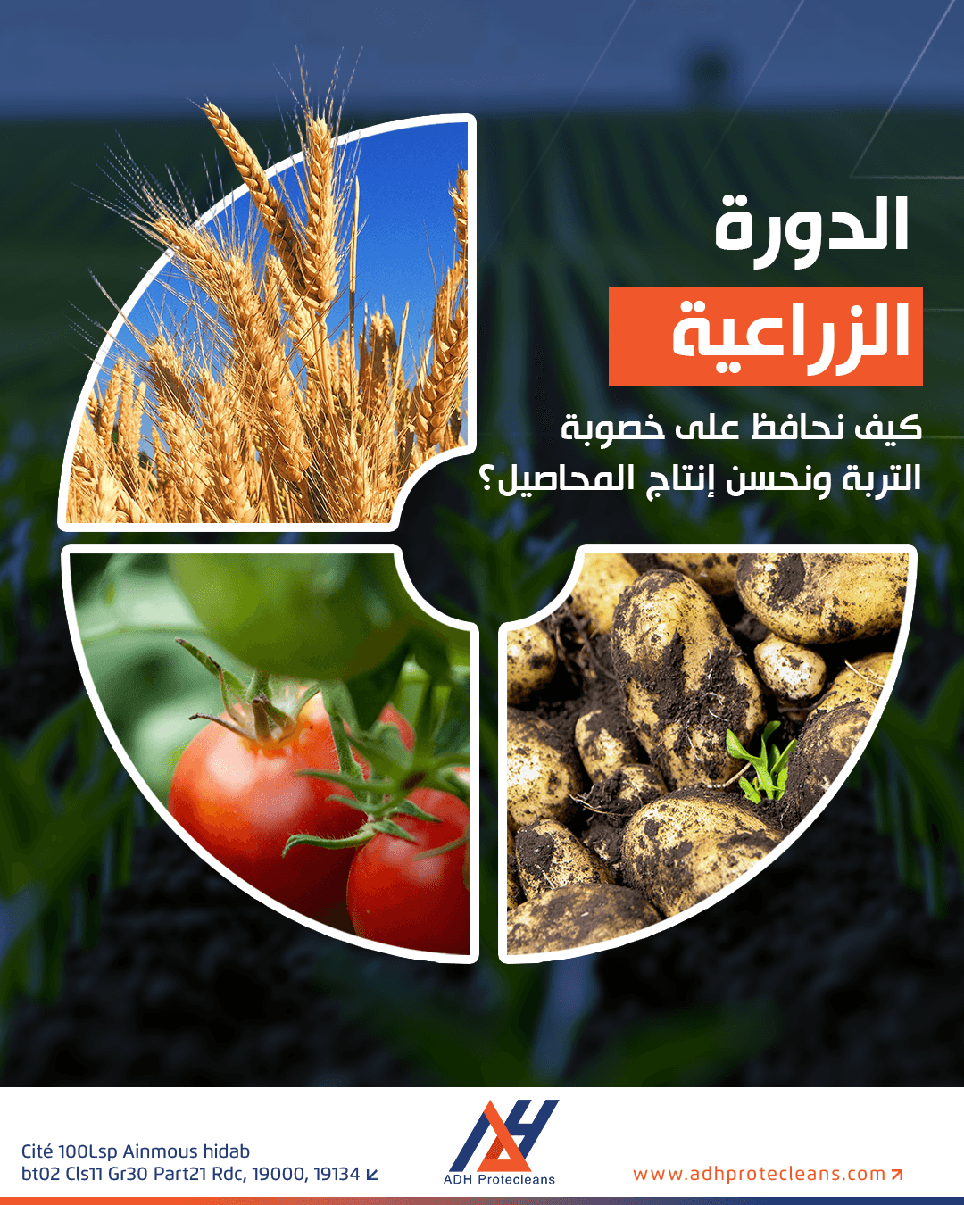 الدورة الزراعية... كيف نحافظ على خصوبة التربة ونحسن إنتاج المحاصيل؟