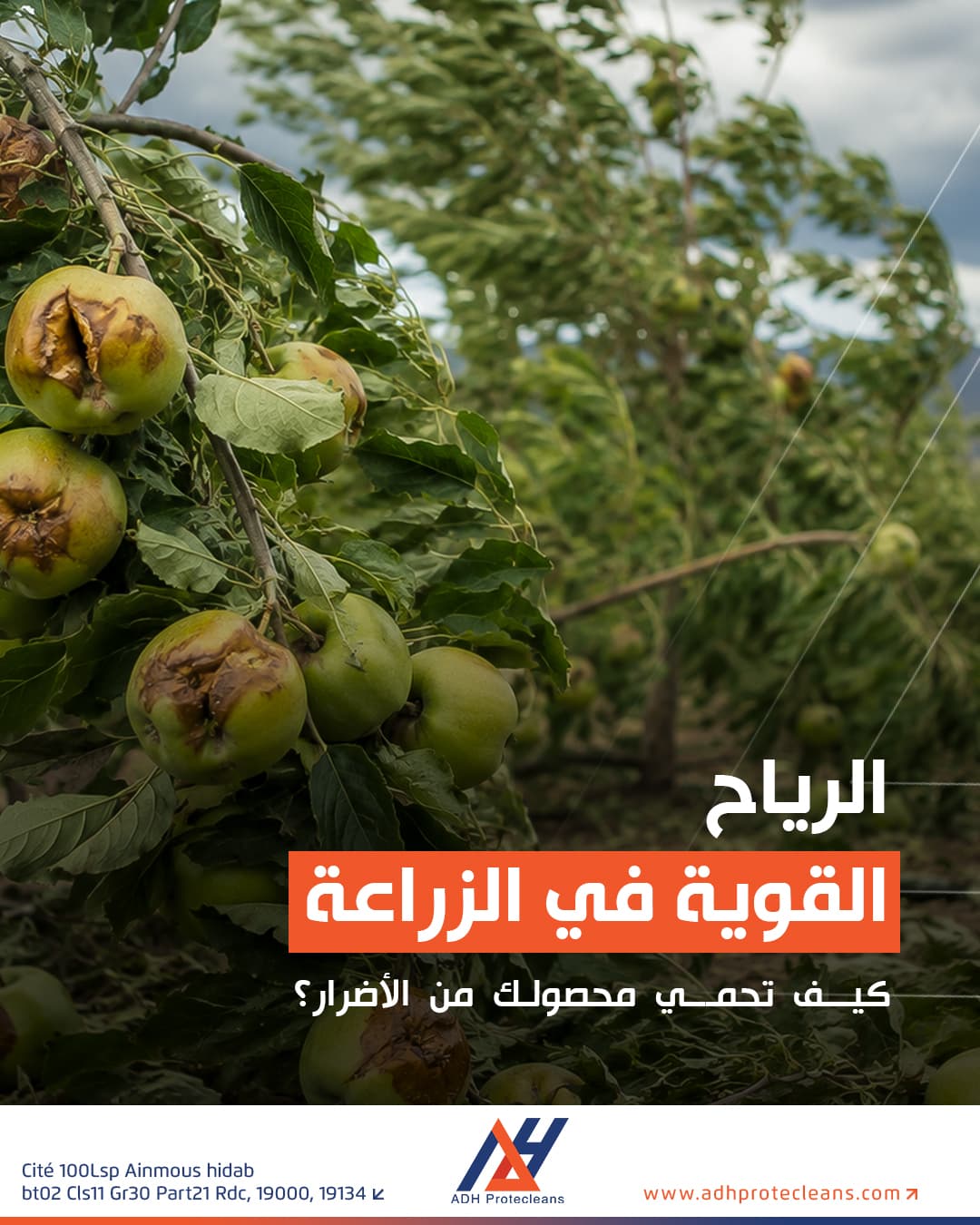الرياح القوية في الزراعة... كيف تحمي محصولك من الأضرار؟