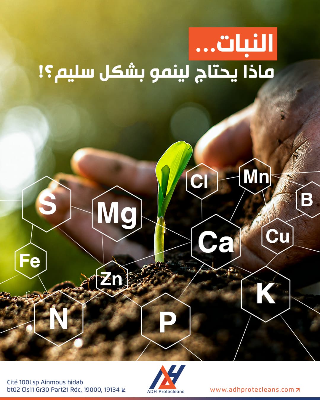 العناصر الغذائية الأساسية للنبات ودورها في النمو والإنتاج
